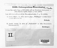Coleosporium tussilaginis image